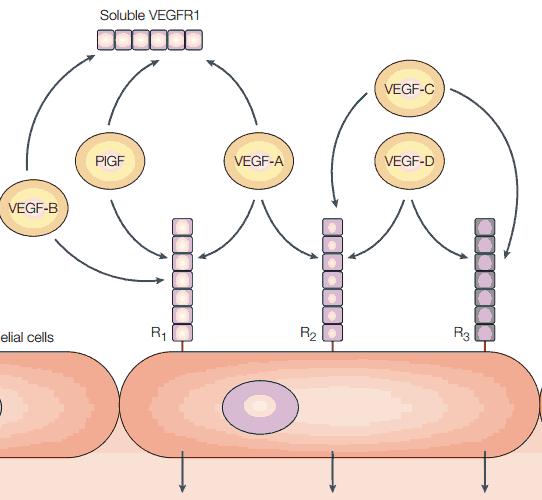 + Fattori angiogenici: VEGF A / PIGF 4 isoforme di VEGF