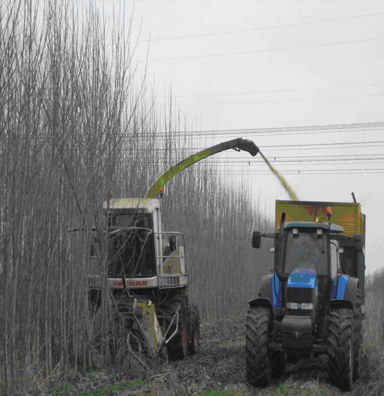 RACCOLTA MECCANICA Una fase: Terreni: sabbiosi e