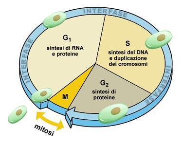 CITOSCHELETRO E CICLO CELLULARE DURANTE IL CICLO CELLULARE SI OSSERVANO DIVERSI APPARATI CITOSCHELETRICI ASSOCIATI A FUNZIONI