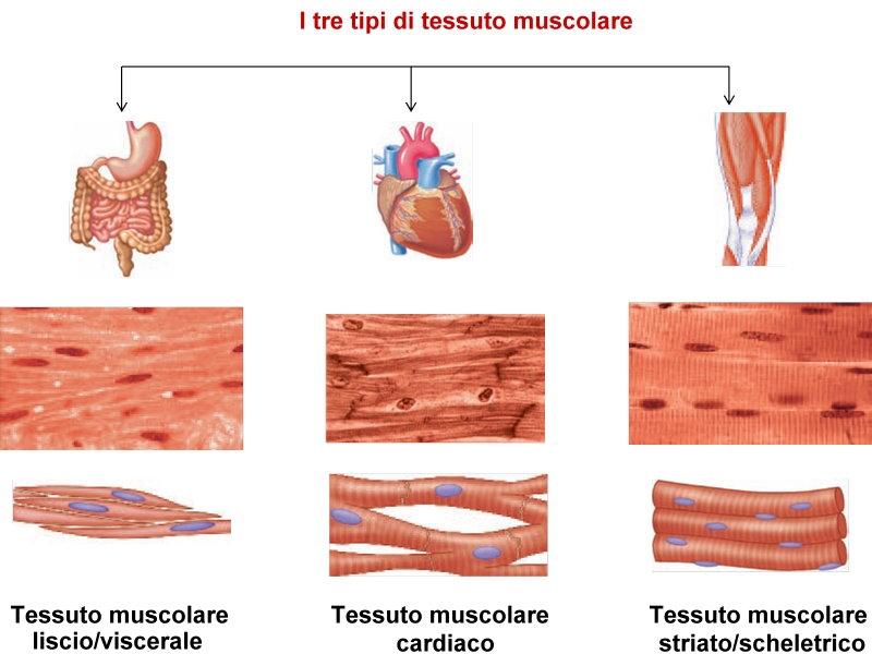 Cartilagine articolare impedisce lo sfregamento tra un osso e l altro. Può consumarsi con il tempo.