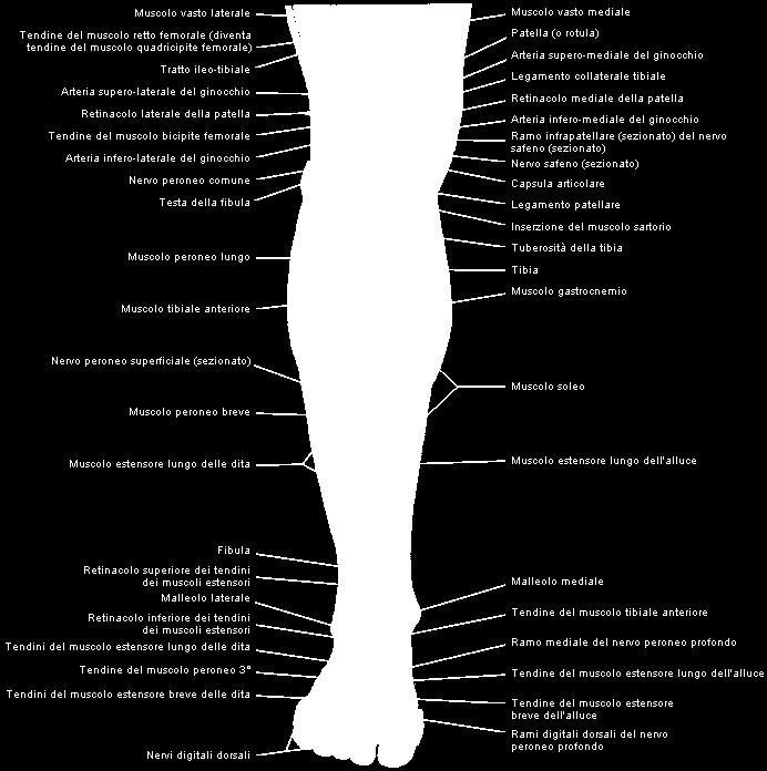 gamba - Dissezione