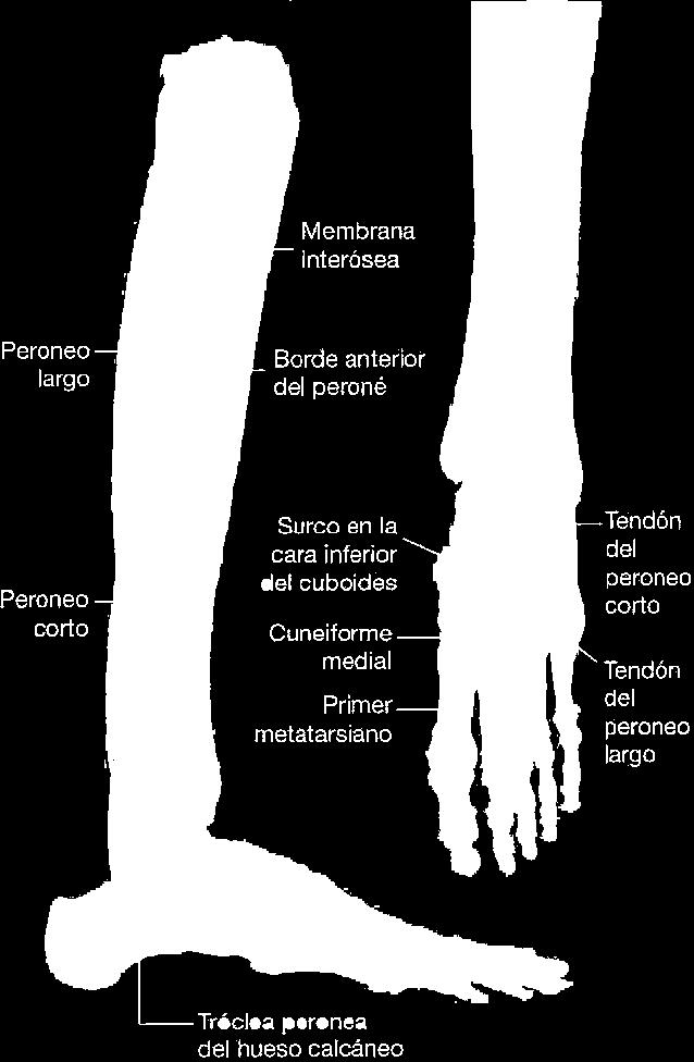 laterali della gamba
