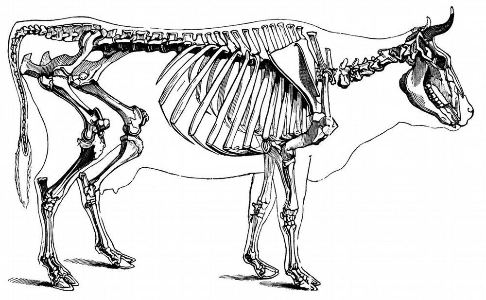 OCCIPITALE COLONNA VERTEBRALE CAUDALE SACRALE LOMBARE DORSALE CERVICALE FEMORE COXALE TIBIA OMERO SCAPOLA FRONTALE NASALE INCISIVO MASCELLARE TARSO COSTOLA E GABBIA TORACICA