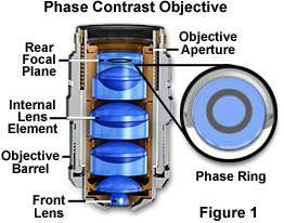 Contrasto di fase Gli obiettivi per contrasto di fase, pur avendo le stesse caratteristiche ottiche degli obiettivi per campo chiaro e gli stessi tipi di correzione (acromatica, planacromatica, ecc),