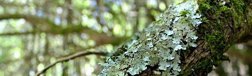 Criterio 4 - Diversità biologica negli ecosistemi forestali Indicatori di Gestione Forestale Sostenibile Manuale Diversità di piante vascolari, licheni