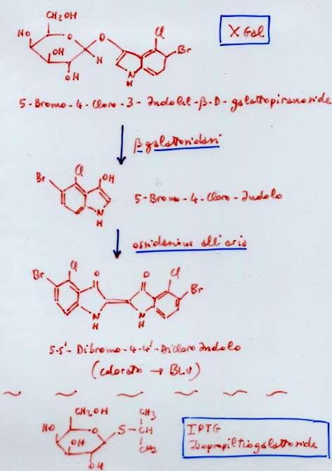 X-gal, substrato indicatore di colore (5-Bromo-4-cloro-3-indoxil-beta- D-galactopiranoside).