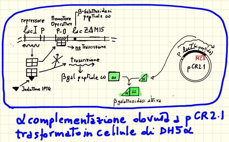 Ceppo + plasmide CON inserto = = NO a-complementazione pgem-t Easy La presenza del plasmide pgem-t Easy RICOMBINANTE (CON inserto) IMPEDISCE l a-complementazione del ceppo