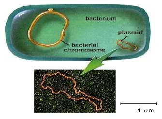 Plasmidi Sono DNA extracromosomico Nella maggior parte dei batteri studiati Dimensioni variabili (da 10 3 bp a 10 5 bp) Numero di copie variabili (da 1 a centinaia per