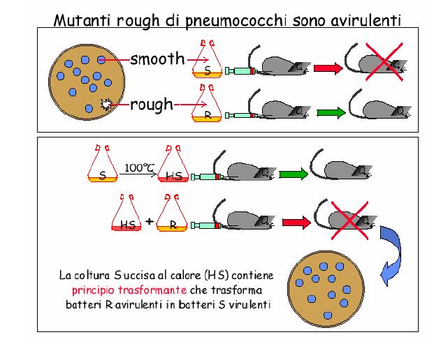 Griffith dimostrò poi che iniettando nei topi cellule vive di ceppi mutanti R non virulenti assieme a cellule di ceppi wild type S virulenti uccise con il calore i topi morivano e dai topi si