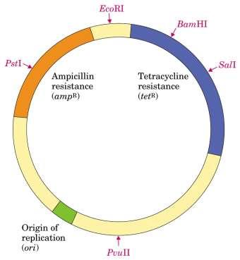 Componenti essenziali dei plasmidi usati nelle biotecnologie pbr322 4363 bp Origine di replicazione Controlla numero di copie Uno o più marcatori selezionabili Resistenza ad antibiotico o