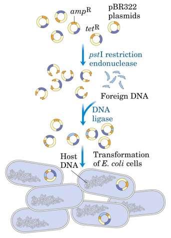 Produzione di plasmidi ricombinanti Clonaggio molecolare Isolare il frammento di DNA che interessa clonare, mediante taglio con enzimi di restrizione o con la PCR Tagliare il plasmide con l enzima di
