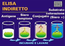 ELISA di tipo non competitivo Strategie impiegate FASI del TEST 1. 2. 3. 4. 5.