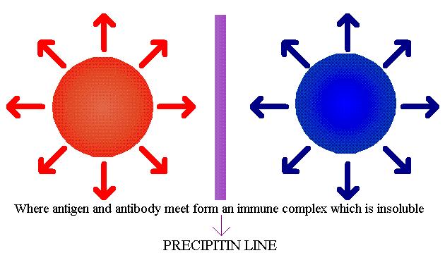 Immunodiffusione in gel di agar (AGID) Principio