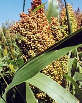 I RISULTATI DEL 27 ANNO DI PROVE VARIETALI Sorgo da granella, gli ibridi per il 2011 Le prove sono state condotte nel 2010 in tre località del Centro-nord senza apporto idrico e in due del Centro-sud