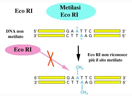 Gli ER furono scoperti studiando il fenomeno della restrizione-modificazione. L introduzione in E.coli di DNA esogeno risultava nella sua rapida frammentazione in piccoli frammenti (restrizione).