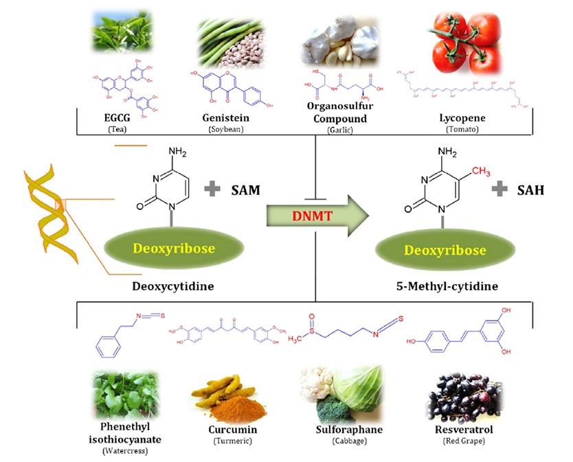 MODULATORI GENICI epigenetica ACIDO BUTIRRICO S.