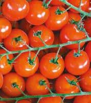 Cladosporiosi 0,4-0,5 l/ha 14 0,5 l/ha POMODORO Ruggini Oidio  0,4-0,5 l/ha 7 AVVERTENZE AGRONOMICHE Qualora