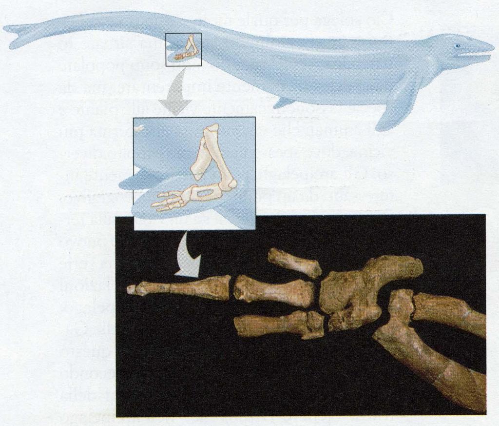 La visione darwiniana della vita prevede che le forme