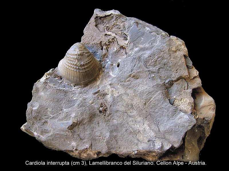suddiviso nei periodi Cambriano, Ordoviciano (iniziato 500 milioni di anni fa) e