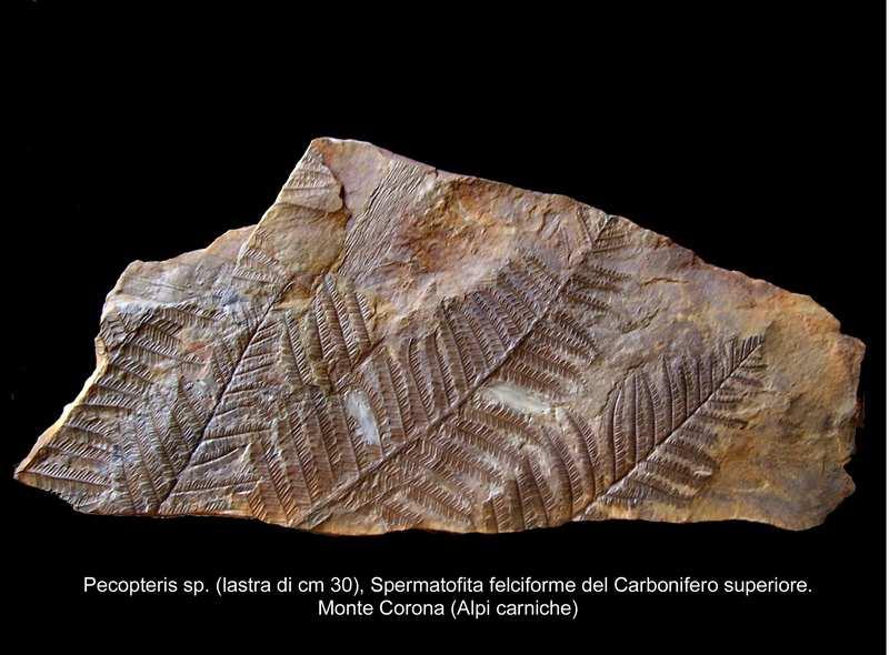 Del Permiano, ultimo periodo dell'era Paleozoica, particolarmente