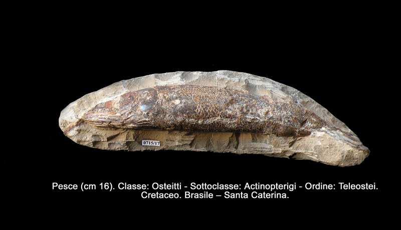 Cretaceo: Nerinee (gasteropodi) Cretaceo: Caprina (rudista) Vetrine n 16, n 17.