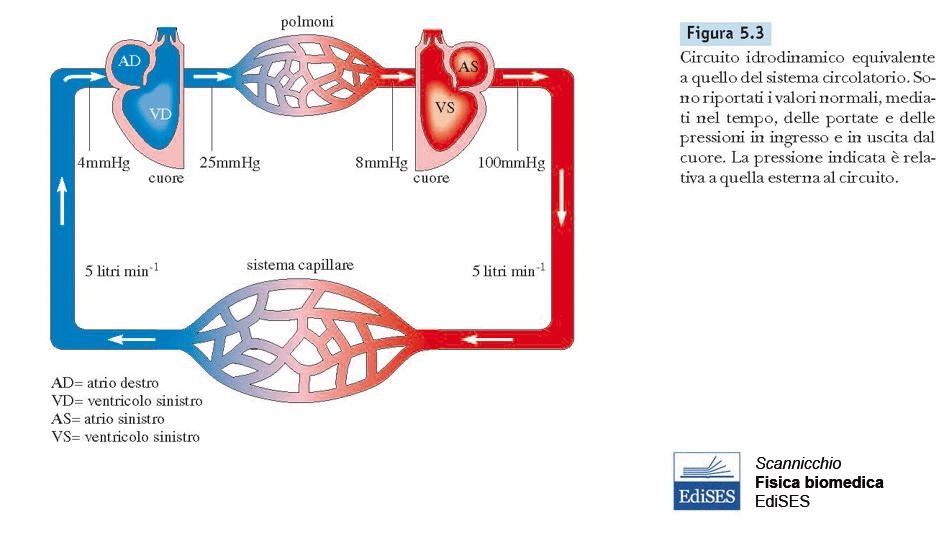 Piccolo e grande circolo Poiché il circuito sistemico è molto più esteso di quello polmonare (e quindi offre maggiore resistenza), il ventricolo