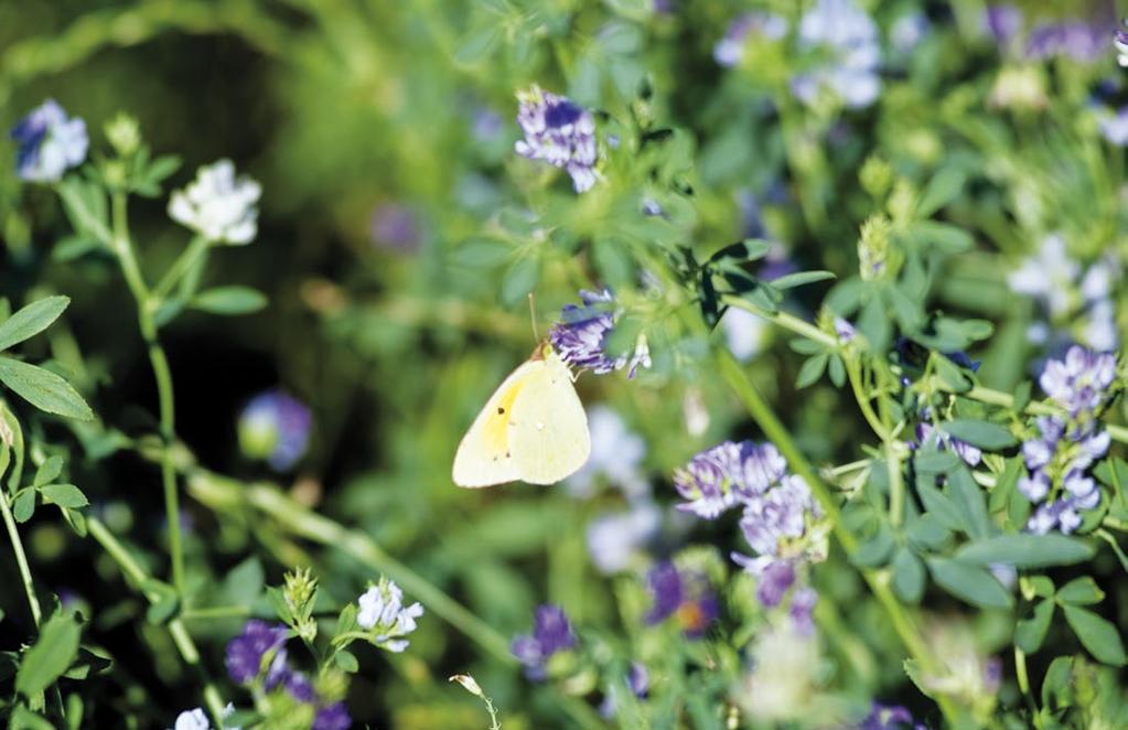 FORAGGI BIO Grazie alla naturale fertilità del terreno e all ammontare delle precipitazioni annuali in Italia, Gruppo Carli coltiva i propri foraggi senza irrigazione, evitando l uso di fertilizzanti