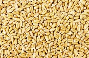 La rotazione fra cereali coltivati nella stagione invernale e le colture estive,