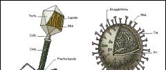 Gli starter lattici: l infezione fagica Come le cellule degli animali e delle piante, così anche i batteri, compresi i fermenti lattici, possono essere infettati da virus, detti batteriofagi (o, più