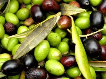 CONCLUSIONI La qualità dell olio: composizione in acidi grassi, numero di perossidi e acidità libera non vengono influenzati significativamente dall irrigazione Il profilo sensoriale in oli da olivi