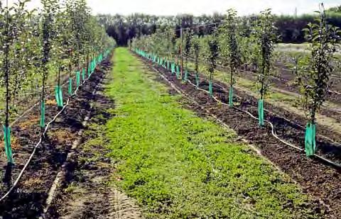 ormai il sistema preferito sul pomodoro da industria.