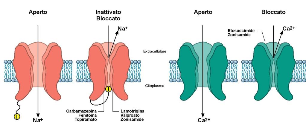 MECCANISMI MOLECOLARI DEI FARMACI ANTIEPILETTICI: BLOCCO DEI CANALI DEL Na + VOLTAGGIO-DIPENDENTI E AL Ca+ Alta affinità