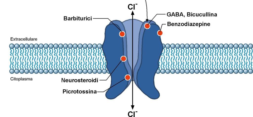 MECCANISMI MOLECOLARI DEI FARMACI