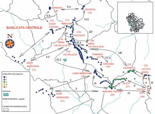 5.2.8. Distribuzione geografica dei gruppi cloroplastici e dei flussi genici nella Basilicata Centrale Mappa G Ogni cerchio rappresenta un singolo aplotipo cloroplastico (sezione 3.1.1.).