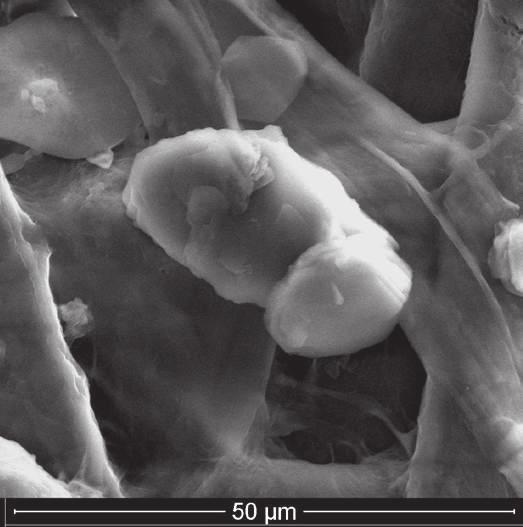 Tale particolarità rende questo prodotto biodegradabile, atossico e non allergenico.