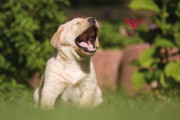 1 Il linguaggio degli animali La comunicazione animale è una particolare tipologia di comunicazione non verbale.