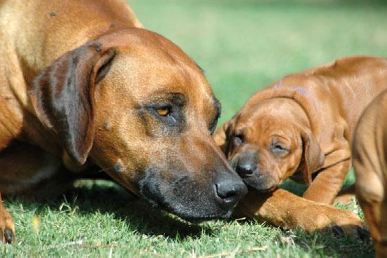Linguaggio olfattivo Nei cani, la dimensione del naso e la capacità olfattiva possono dipendere dalla razza, ma tutti sono molto sensibili nell individuare e distinguere gli odori: un cane riconosce