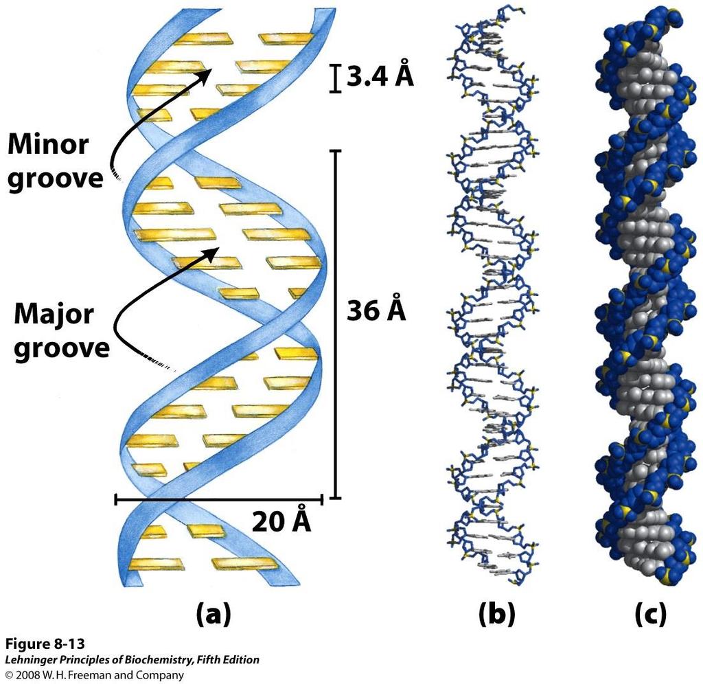 La struttura tridimensionale più frequente nel DNA è detta DNA-B Avvolgimento destrorso Diametro di ~2.37 nm Passo di 3.4-3.6 nm Ogni giro ha ~ 10.4 basi Distanza fra le basi ~0.