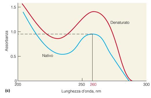 Denaturazione per effetto del calore: è causata dalla distruzione delle interazioni di impilamento e dei