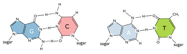 Legami Idrogeno Nel DNA, fra le basi azotate dei filamenti si formano legami idrogeno termodinamicamente stabili.