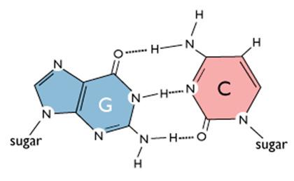 Adenina - Timina 2 legami