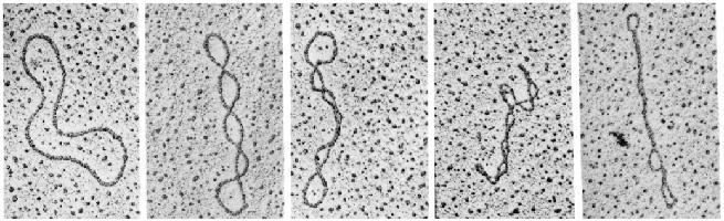 Struttura terziaria del DNA TOPOISOMERI: forme di DNA con stessa sequenza nucleotidica ma con diverso grado di