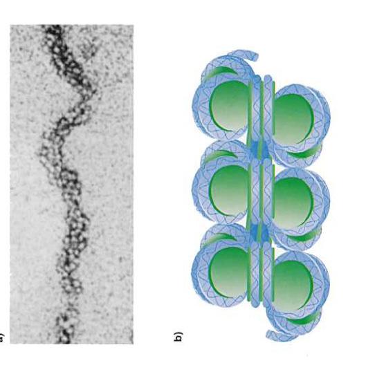 Il genoma eucariotico Cromatina decondensata