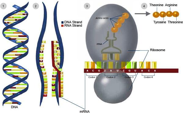 Il codice genetico Trascrizione di una sequenza di DNA in m-rna che