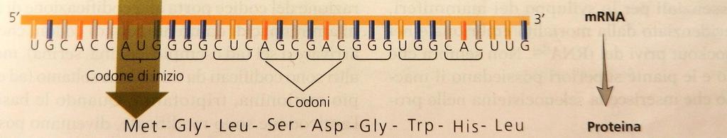 Il codone è la più piccola unità del codice genetico che controlla la sintesi di un solo