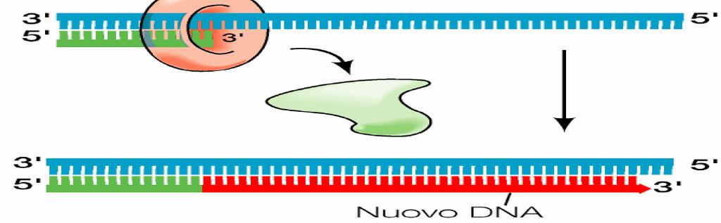 Il meccanismo della replicazione del DNA nucleare eucariotico Filamento leader DNA polimerasi δ DNA polimerasi δ Complesso pol alfa/primasi Il