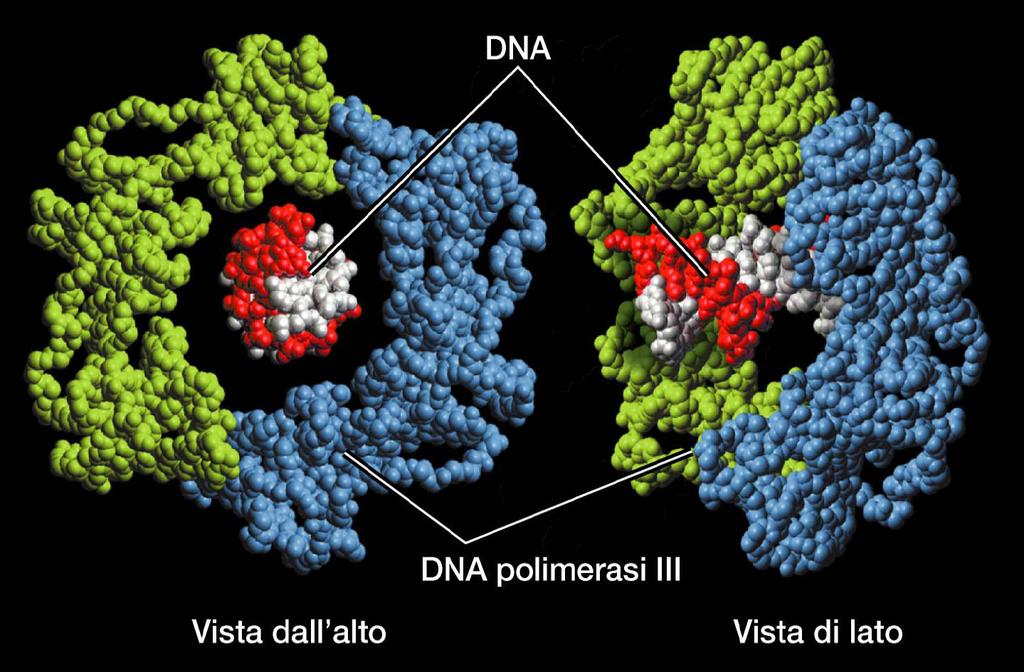 DNA polimerasi La DNA polimerasi ha la frequenza di un