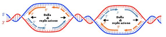 Il meccanismo della replicazione del DNA nucleare eucariotico Negli eucarioti la replicazione continua probabilmente fino a che una forcella non incontra un altra forcella di un replicone adiacente.