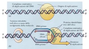 La sintesi di DNA