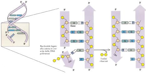 La sintesi del DNA avviene ad opera